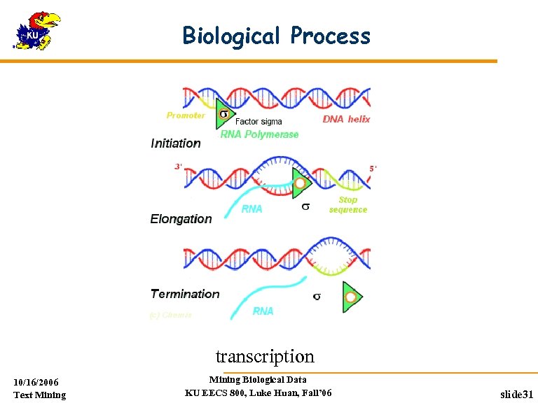 Biological Process transcription 10/16/2006 Text Mining Biological Data KU EECS 800, Luke Huan, Fall’