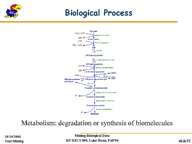 Biological Process Metabolism: degradation or synthesis of biomelecules 10/16/2006 Text Mining Biological Data KU