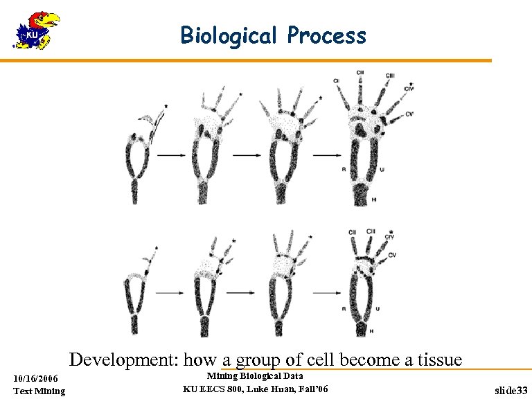 Biological Process Development: how a group of cell become a tissue 10/16/2006 Text Mining