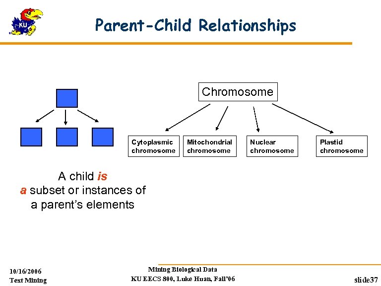 Parent-Child Relationships Chromosome Cytoplasmic chromosome Mitochondrial chromosome Nuclear chromosome Plastid chromosome A child is