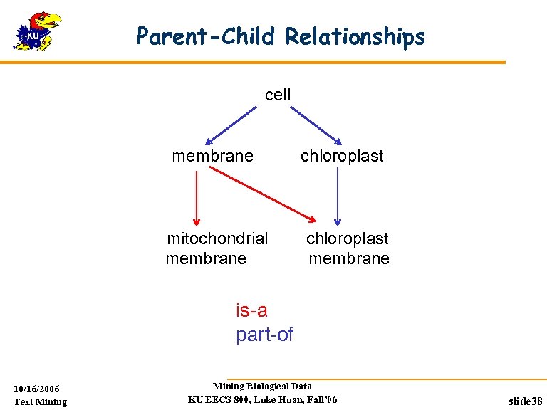 Parent-Child Relationships cell membrane mitochondrial membrane chloroplast membrane is-a part-of 10/16/2006 Text Mining Biological