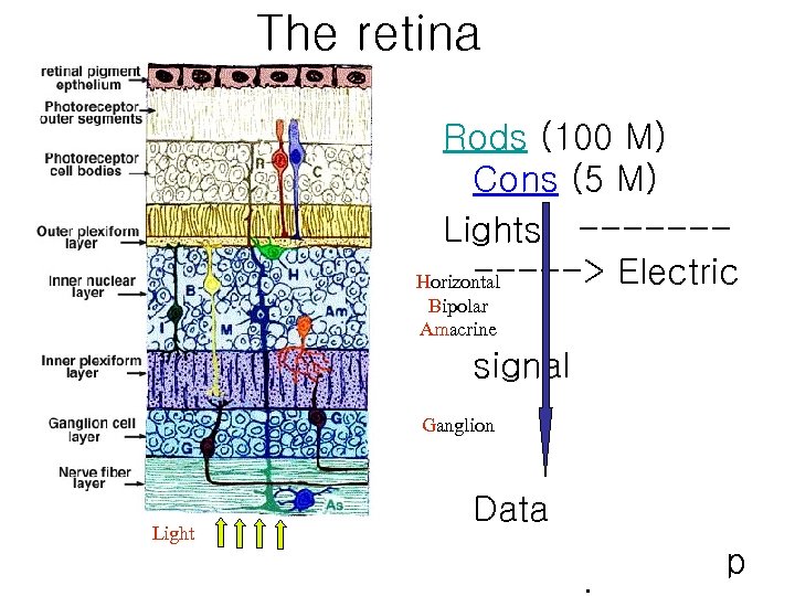The retina Rods (100 M) Cons (5 M) Lights ------> Electric Horizontal Bipolar Amacrine