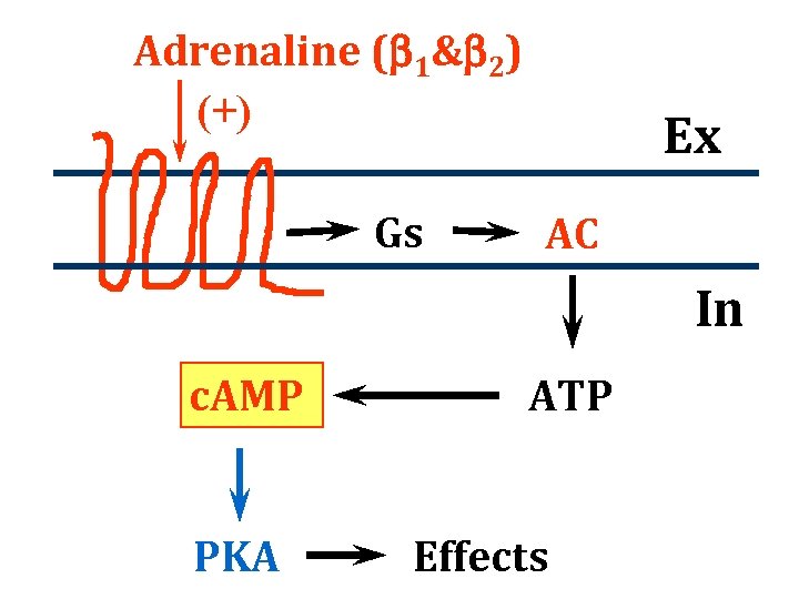 Adrenaline (b 1&b 2) (+) Gs Ex AC In c. AMP PKA ATP Effects
