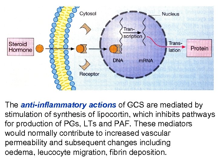 The anti-inflammatory actions of GCS are mediated by stimulation of synthesis of lipocortin, which