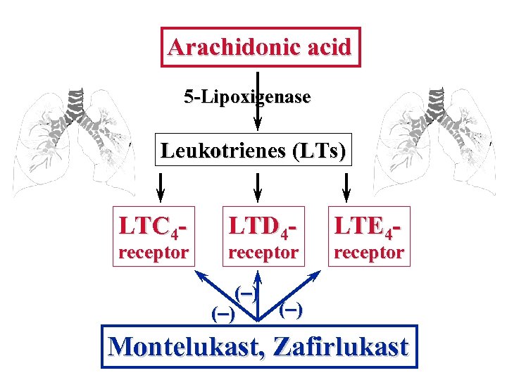 Arachidonic acid 5 -Lipoxigenase Leukotrienes (LTs) LTC 4 - receptor LTD 4 - receptor
