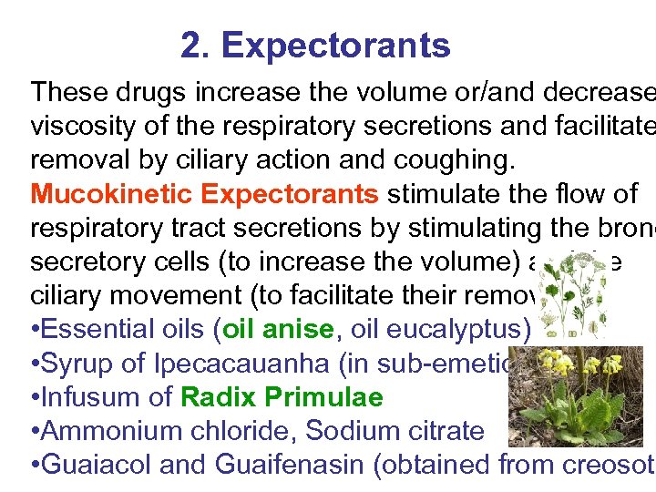2. Expectorants These drugs increase the volume or/and decrease viscosity of the respiratory secretions