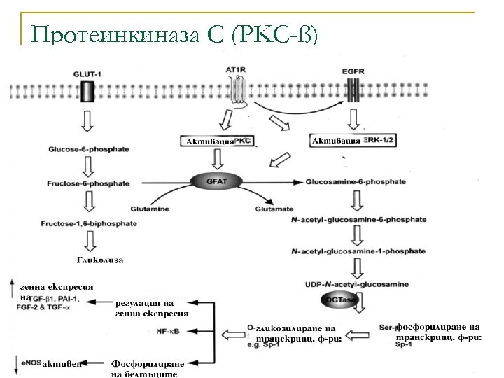 Протеинкиназа С (PKC-ß) 