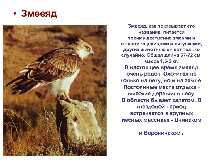  • Змееяд, как показывает его название, питается преимущественно змеями и отчасти ящерицами и