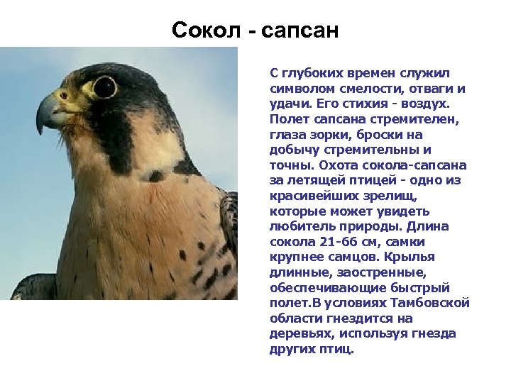 Сокол - сапсан С глубоких времен служил символом смелости, отваги и удачи. Его стихия