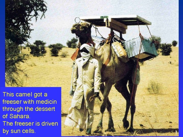 This camel got a freeser with medicin through the dessert of Sahara. The freeser