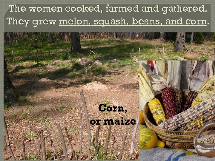 The women cooked, farmed and gathered. They grew melon, squash, beans, and corn. Corn,