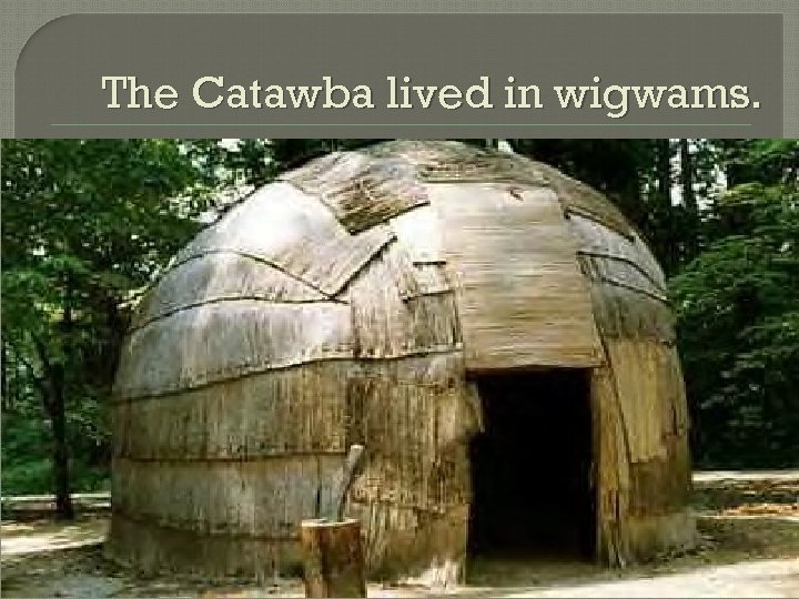 The Catawba lived in wigwams. 