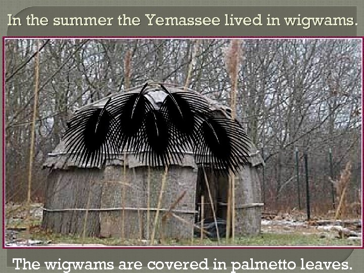 In the summer the Yemassee lived in wigwams. The wigwams are covered in palmetto