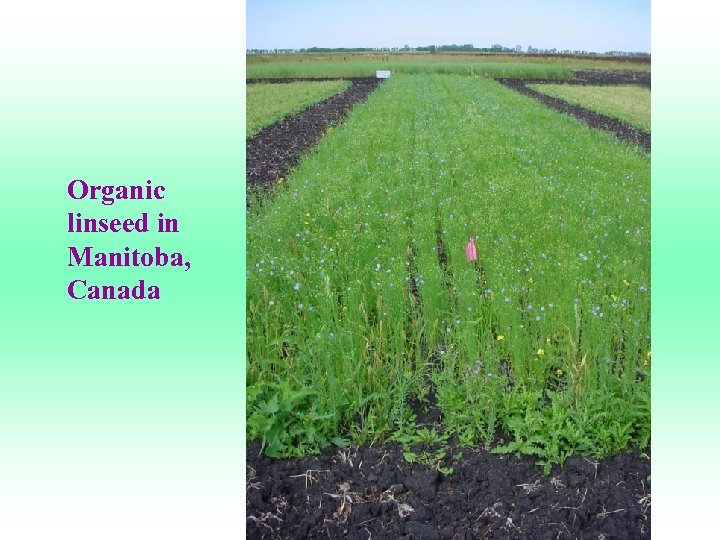 Organic linseed in Manitoba, Canada 