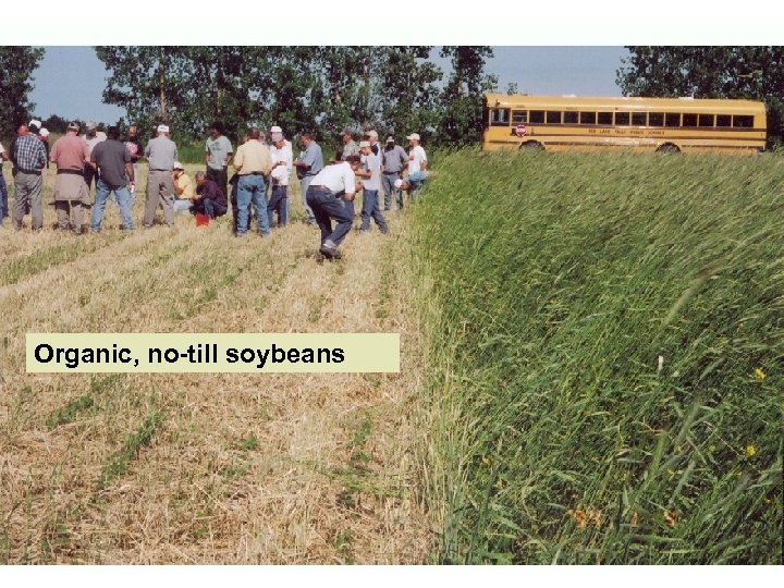 Organic, no-till soybeans 