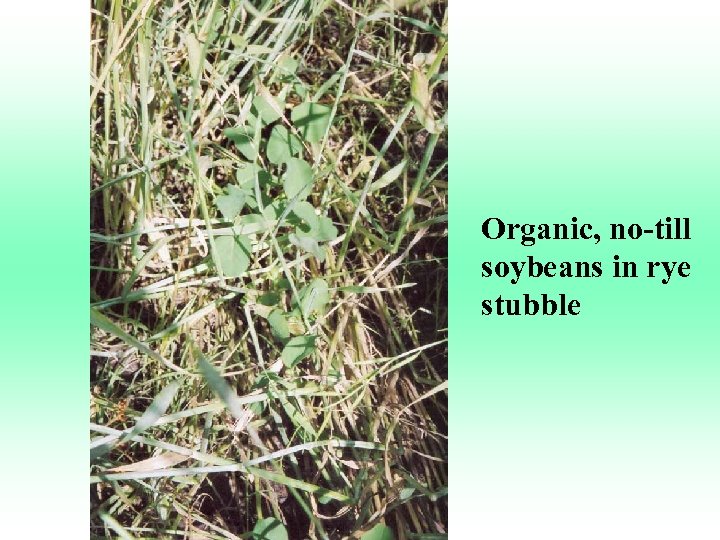 Organic, no-till soybeans in rye stubble 