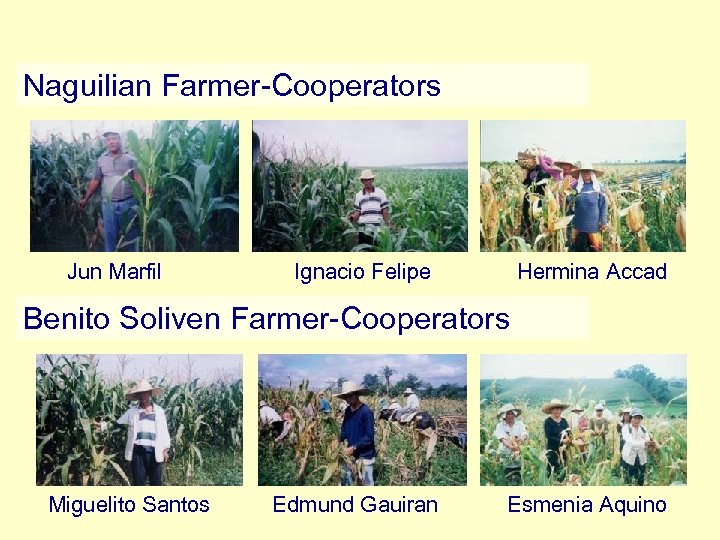 Naguilian Farmer-Cooperators Jun Marfil Ignacio Felipe Hermina Accad Benito Soliven Farmer-Cooperators Miguelito Santos Edmund