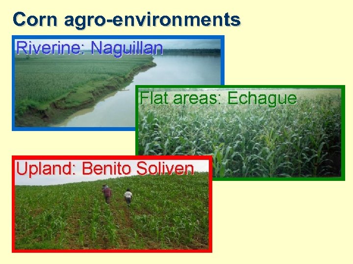 Corn agro-environments 
