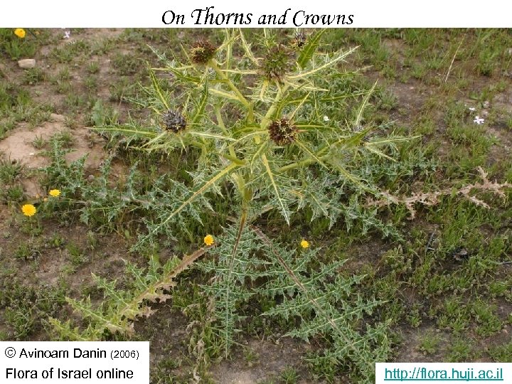 On Thorns and Crowns © Avinoam Danin (2006) Flora of Israel online http: //flora.