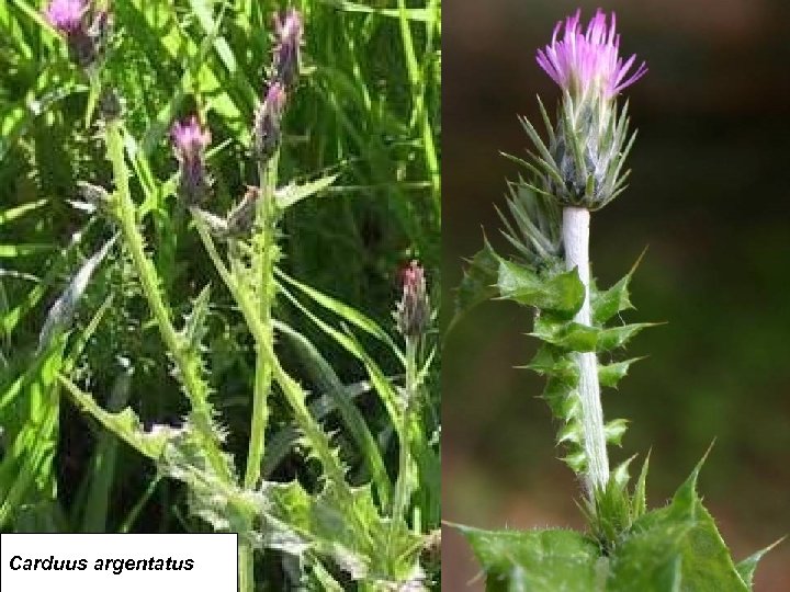Carduus argentatus 