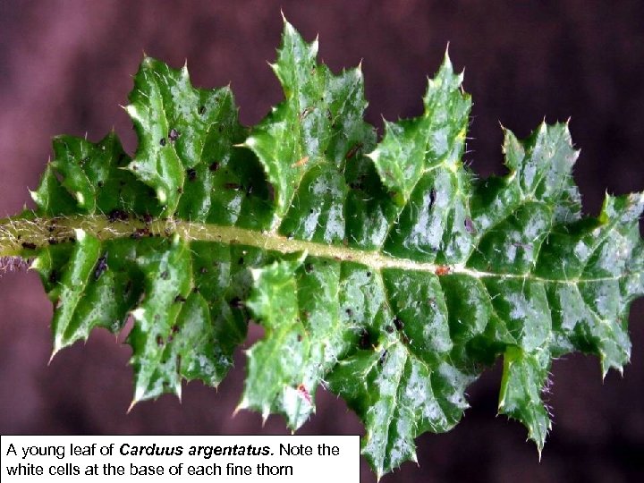 A young leaf of Carduus argentatus. Note the white cells at the base of