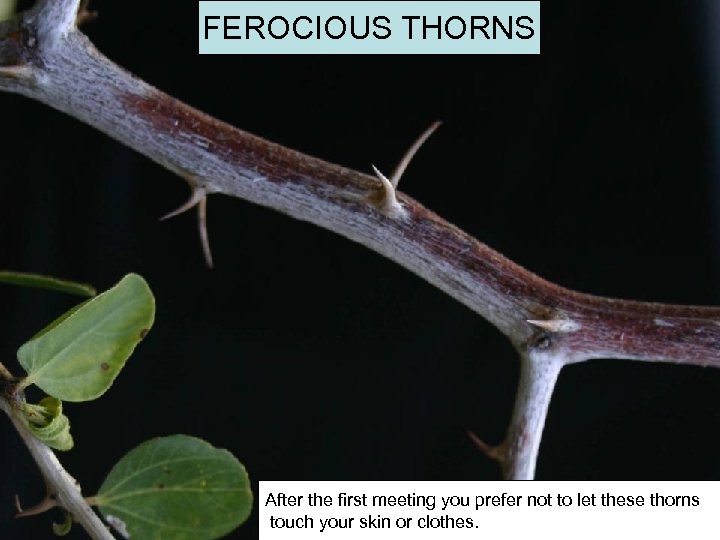FEROCIOUS THORNS After the first meeting you prefer not to let these thorns touch
