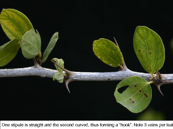 One stipule is straight and the second curved, thus forming a “hook”. Note 3