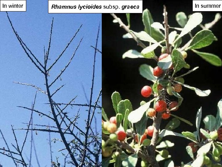 In winter Rhamnus lycioides subsp. graeca In summer 
