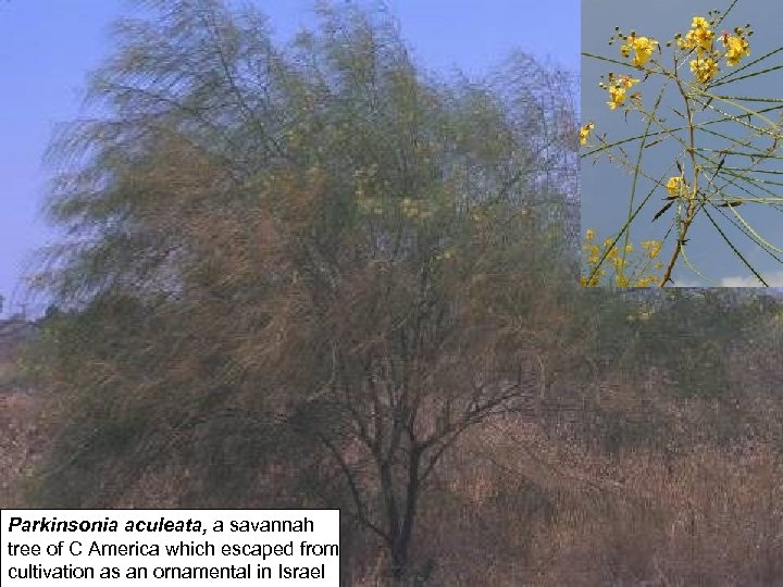 Parkinsonia aculeata, a savannah tree of C America which escaped from cultivation as an
