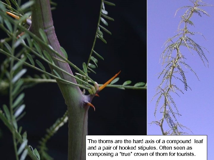 The thorns are the hard axis of a compound leaf and a pair of