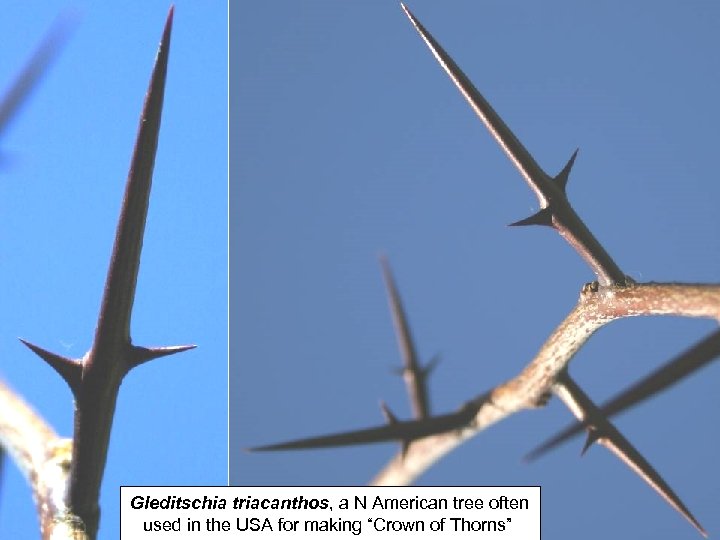 Gleditschia triacanthos, a N American tree often used in the USA for making “Crown