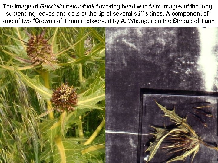 The image of Gundelia tournefortii flowering head with faint images of the long subtending