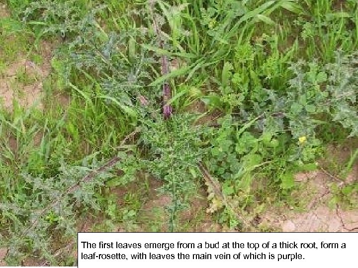 The first leaves emerge from a bud at the top of a thick root,