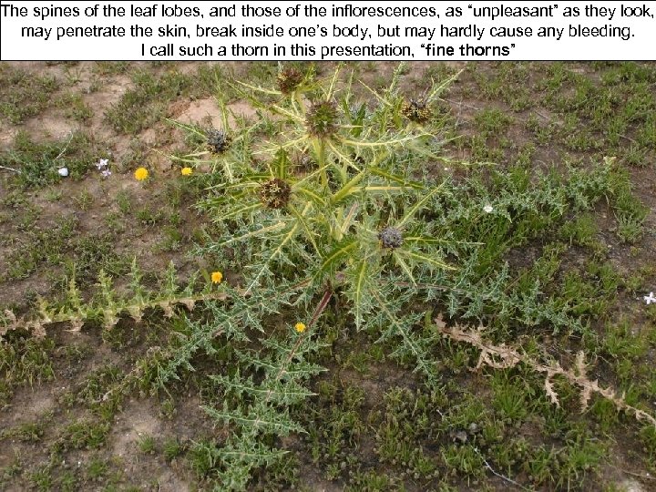 The spines of the leaf lobes, and those of the inflorescences, as “unpleasant” as