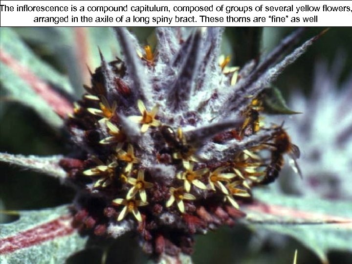 The inflorescence is a compound capitulum, composed of groups of several yellow flowers, arranged