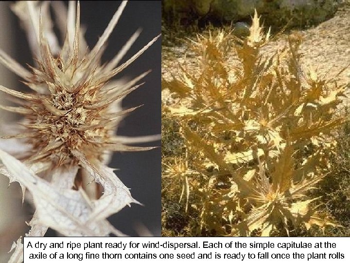 A dry and ripe plant ready for wind-dispersal. Each of the simple capitulae at
