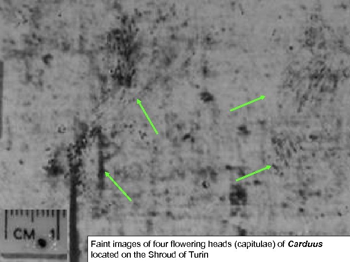 Faint images of four flowering heads (capitulae) of Carduus located on the Shroud of
