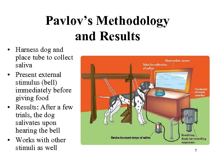 Pavlov’s Methodology and Results • Harness dog and place tube to collect saliva •