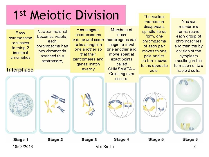 1 st Meiotic Division Each chromosome replicates forming 2 identical chromatids Interphase 19/03/2018 Nuclear