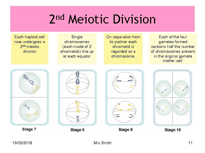 2 nd Meiotic Division Each haploid cell now undergoes a 2 nd meiotic division