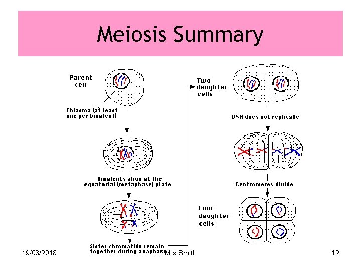 Meiosis Summary 19/03/2018 Mrs Smith 12 