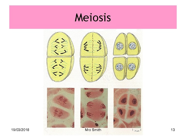 Meiosis 19/03/2018 Mrs Smith 13 