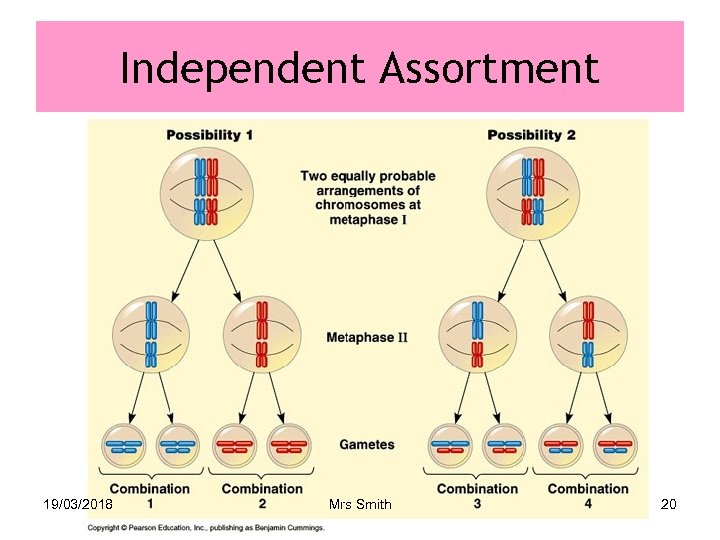 Independent Assortment 19/03/2018 Mrs Smith 20 