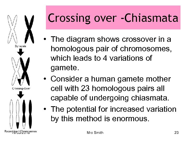 Crossing over -Chiasmata • The diagram shows crossover in a homologous pair of chromosomes,
