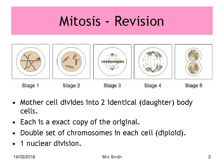 Mitosis - Revision • Mother cell divides into 2 identical (daughter) body cells. •