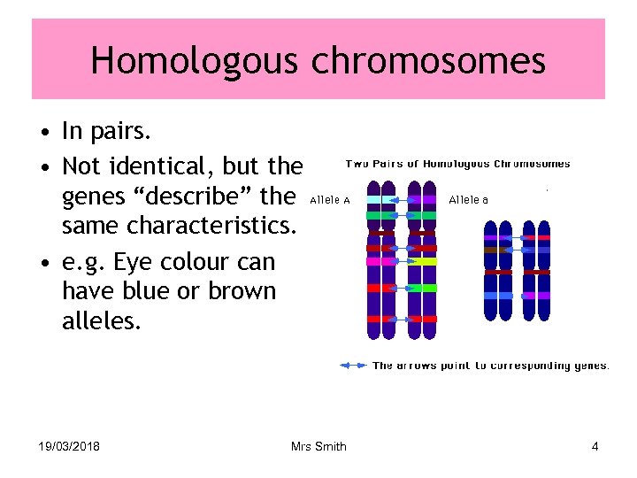 Homologous chromosomes • In pairs. • Not identical, but the genes “describe” the same