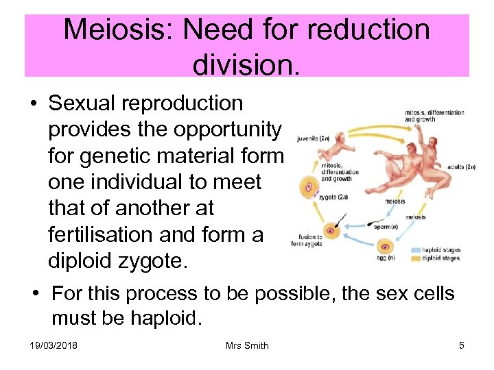 Meiosis: Need for reduction division. • Sexual reproduction provides the opportunity for genetic material
