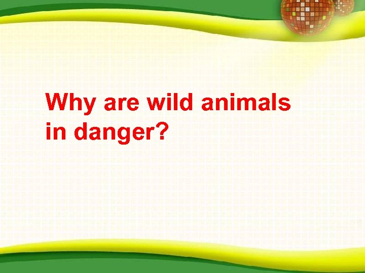 Why are wild animals in danger? 