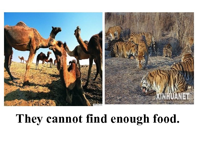 They cannot find enough food. 