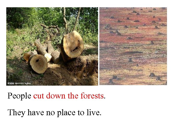 People cut down the forests. They have no place to live. 